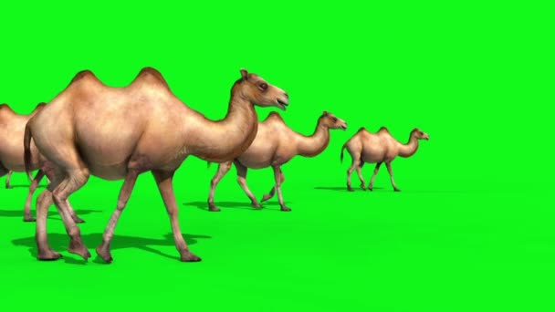 Groep Van Kamelen Wandelingen Groen Scherm Renderings Animaties — Stockvideo