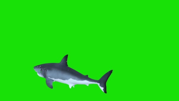 白いサメ円緑の画面の レンダリング アニメーションで泳ぐ — ストック動画