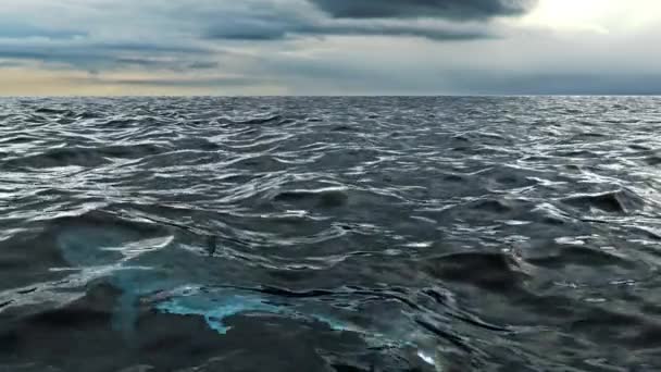 Rekin Biały Pływać Oceanie Koło Animacje Renderowania — Wideo stockowe