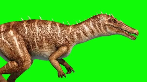 Baryonyx Dinosaurs Walkcycle Green Screen Rendering Animation Jurassic Loop — Stock Video