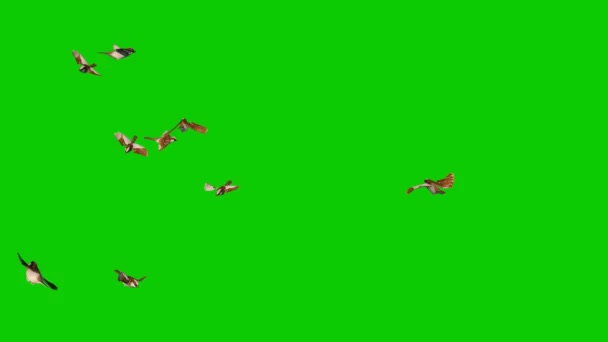 Veréb Flock Fly Zöld Képernyő Bezárás Hurok Rendering Animáció — Stock videók