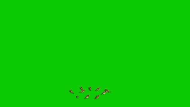 Clé Chroma Animation Rendu Écran Vert Mouche Moineau — Video