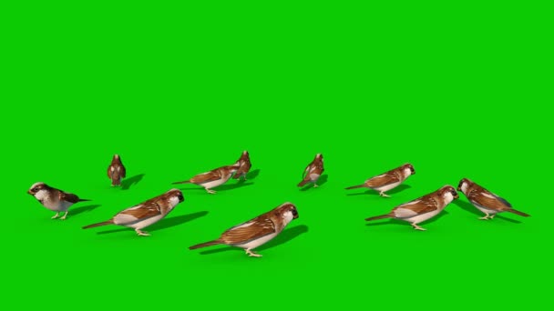 Veréb Flock Fly Zöld Képernyő Szoros Rendering Animáció Chroma Kulcs — Stock videók