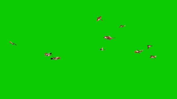Σπουργίτι Σμήνος Μύγα Γύρω Από Πράσινη Οθόνη Βρόχος Απόδοση Κινουμένων — Αρχείο Βίντεο