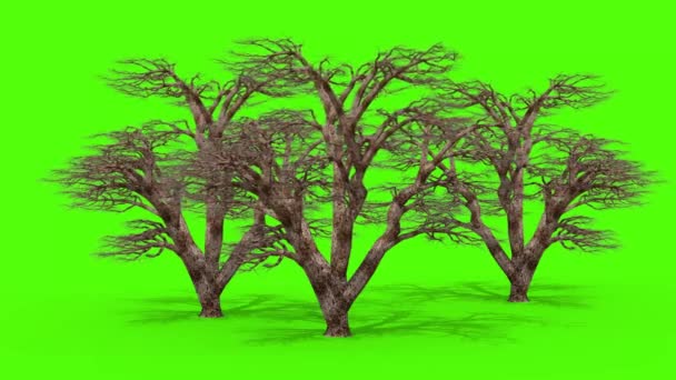 Three Trees Wind Green Screen Rendering Animation — Stock Video