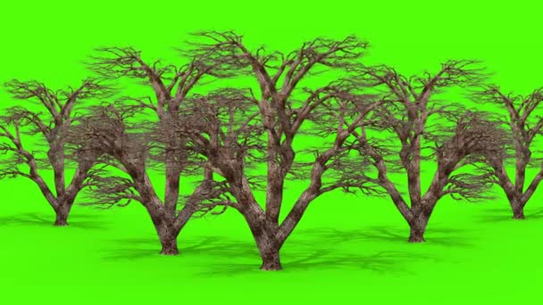 Many Trees Wind Green Screen Rendering Animation — Stock Video