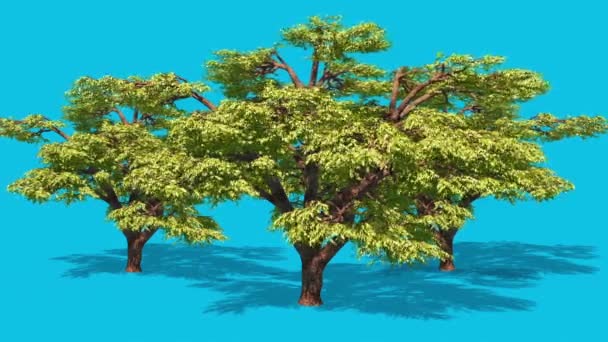 Tre Träd Lämnar Vind Blå Skärm Skuggor Rendering Animation — Stockvideo