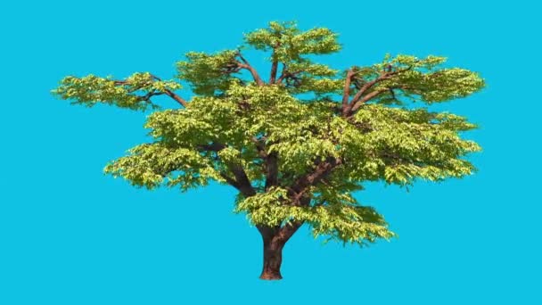 Träd Löv Vind Blå Skärm Rendering Animation — Stockvideo