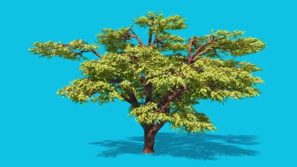 Árvore Deixa Vento Azul Tela Sombras Renderização Animação — Vídeo de Stock