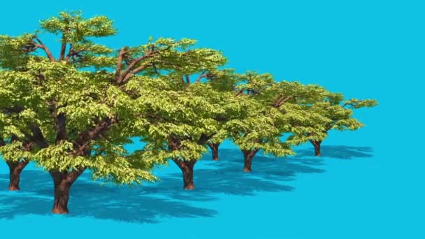 Trees One Side Leaves Wind Blue Screen Shadows Rendering Animation — Stock Video