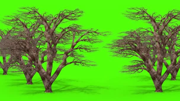 Trees Two Sides Wind Green Screen Rendering Animation — Stock Video