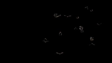 Yarasalar Halloween Alpha Mat Loop 3d Rendering Animasyon 4k