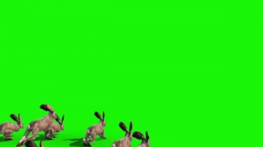 Tavşan Grubu Geri Yeşil Ekran 3d Rendering Animasyon Jump