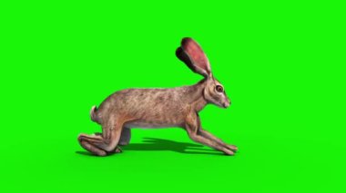 Tavşan Jumpcycle Yan Yeşil Ekran 3d Rendering Animasyon