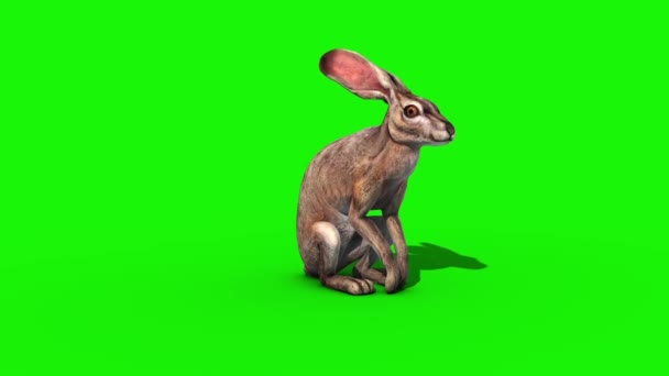 Králík Králičí Přední Zelená Obrazovka Vykreslování Animace — Stock video