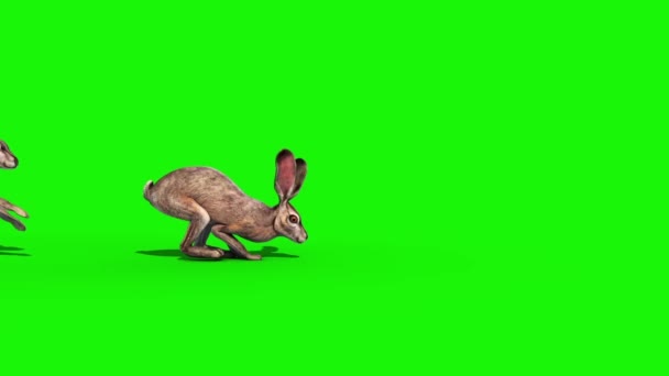 Grupo Conejos Saltar Lado Verde Pantalla Renderizado Animación — Vídeo de stock