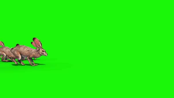 Group Rabbits Jump Green Screen Rendering Animation — Stock Video