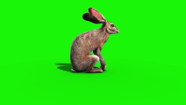 Rabbit Die Side Green Screen Rendering Animation Royalty Free Stock Video