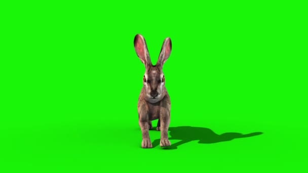 Передний Зеленый Экран Рендеринга Кролика — стоковое видео