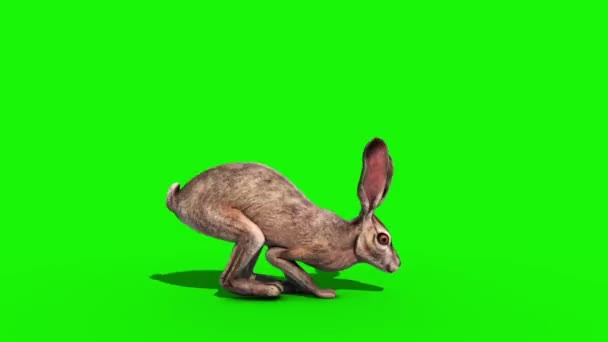 Animation Rendu Écran Vert Latéral Rapide Saut Lapin — Video