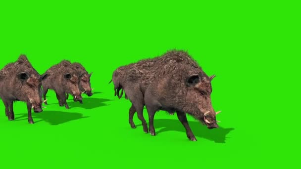 Gruppe Von Wildschweinen Grüner Bildschirm Geht Vor Rendering Animation — Stockvideo