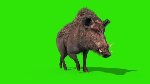 野生野猪绿屏走周期前循环3D渲染动画 — 图库视频影像