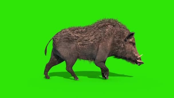Wild Boar Green Screen Eat Side Loop Rendering Animation — Stock Video ©  PixelBoom #309373900