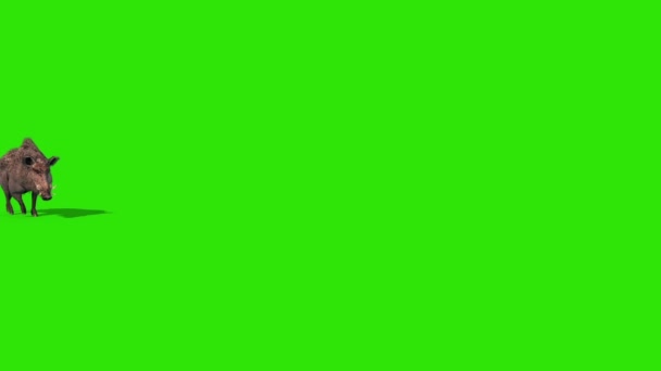 Wild Boar Green Screen Walks Rendering Animation — Stock Video