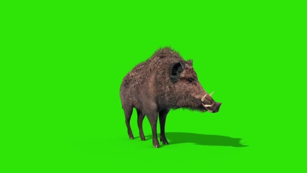 Wild Boar Green Screen Runcycle Side Loop Rendering Animation — Stock Video  © PixelBoom #309373576