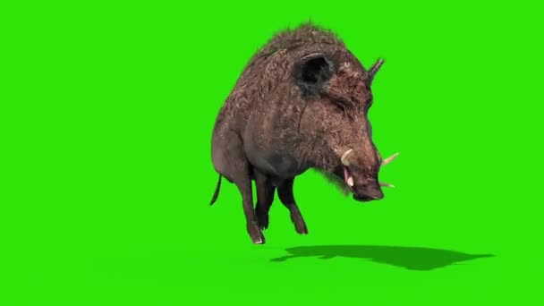 Wild Boar Green Screen Runcycle Front Loop Rendering Animation — Stock Video  © PixelBoom #309373878