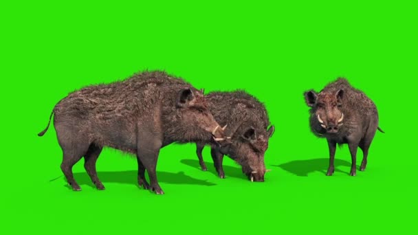 Group Wild Boar Eat Green Screen Rendering Animation — Stock Video