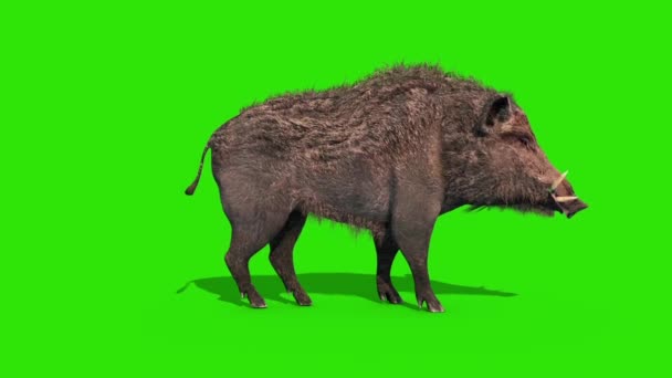 野生野猪绿屏吃侧环3D渲染动画 — 图库视频影像