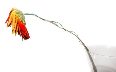 Gerbera (cins bitki veya papatya ailesindeki santralleri) bir cam vazo içinde solmuş çiçek. Kuru çiçek ve yaprakları. Üzüntü, duygular. Yakın çekim. Beyaz izole.