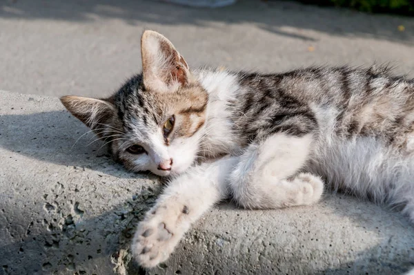 街头流浪猫 动物在城市 迷路和无家可归的猫 — 图库照片