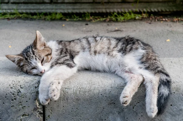 Street homeless cat (kitten). Animals in the city. Lost and homeless cats.