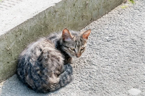 Street homeless cat (kitten). Animals in the city. Lost and homeless cats.