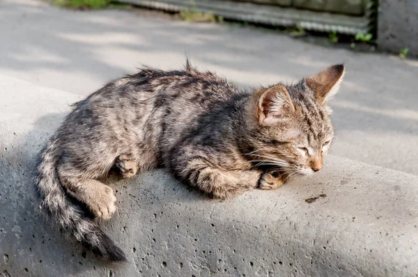 Straße Obdachlose Katze Kätzchen Tiere Der Stadt Verlorene Und Obdachlose — Stockfoto