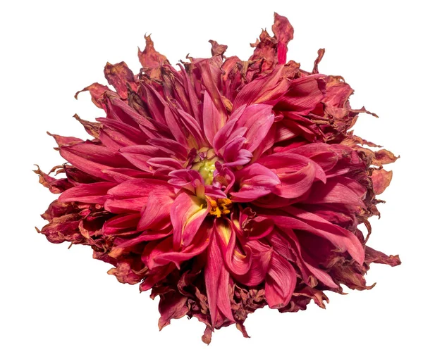 Solmuş dahlia (Bordo renk). Kuru çiçekler, üzüntü, duygular. Kötü aşk kavramı. Beyaz izole.