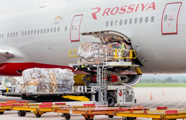 Rusya, Vladivostok, 08/10/2018. Yolcu uçağı Boeing 777-300 Rossiya havayolları indi, uçak kargo kaldırılır. Servis ve bakım uçak. Havacılık ve ulaşım.