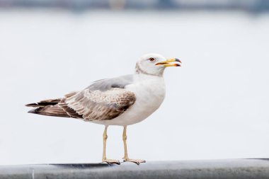 Deniz kıyısında yiyecek arayan martı. Yakın çekim görünüm.