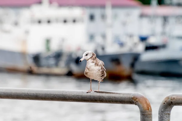 Seagull on the seashore. Seaport and ships in the background. Russia, Vladivostok.