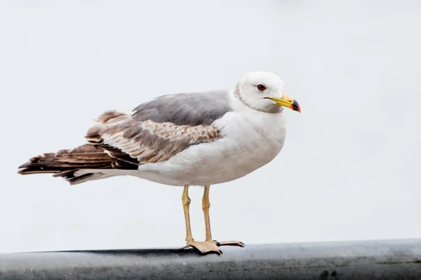 Gaviota Orilla Del Mar Buscando Algo Comida Vista Primer Plano — Foto de Stock