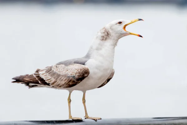 Gaivota Praia Procura Comida Vista Perto — Fotografia de Stock