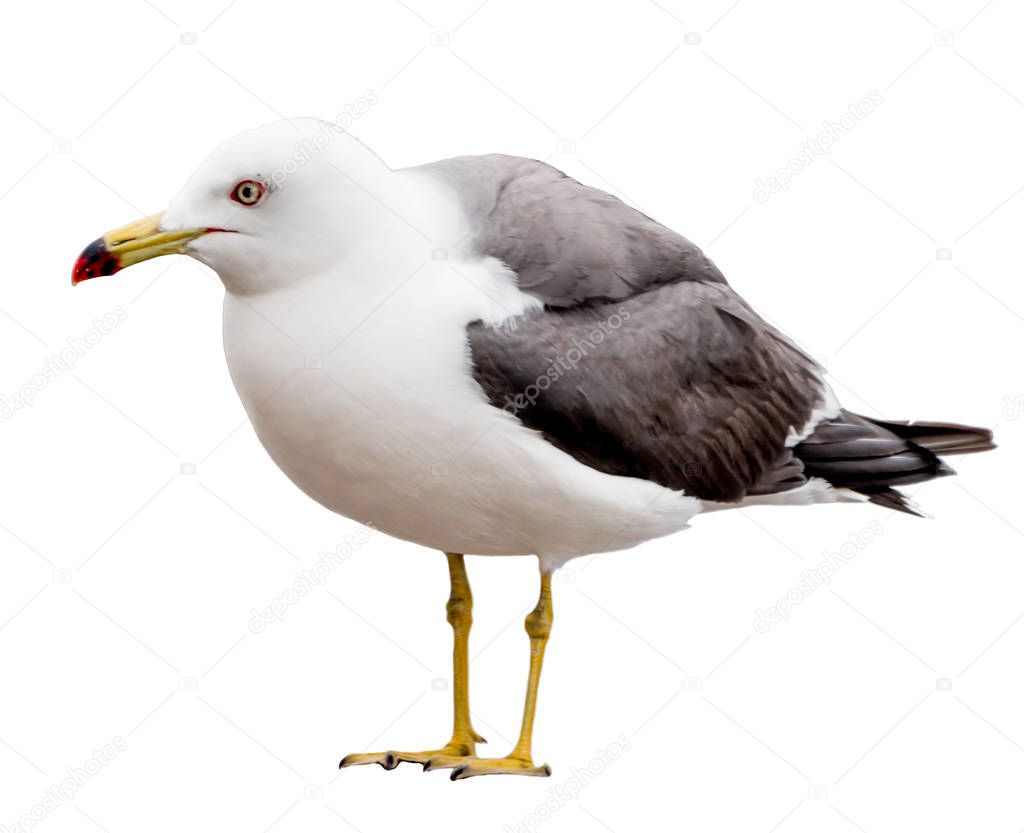 Seagull bird. Close-up view. Isolated on white.