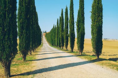 Solmuş film filtre - selvi ağaçları satır kırsalında yan yol boyunca İtalya'nın Tuscany manzara. Selvi ağaçları Toskana İtalya ziyaret birçok turistler tarafından bilinen imza tanımlamak.