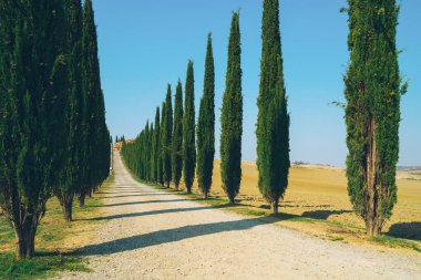 Solmuş film filtre - selvi ağaçları satır kırsalında yan yol boyunca İtalya'nın Tuscany manzara. Selvi ağaçları Toskana İtalya ziyaret birçok turistler tarafından bilinen imza tanımlamak.