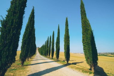 Solmuş film filtre - selvi ağaçları satır kırsalında yan yol boyunca İtalya'nın Tuscany manzara. Selvi ağaçları Toskana İtalya ziyaret birçok turistler tarafından bilinen imza tanımlamak.