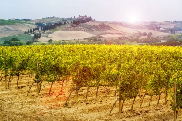 Wijngaard Landschap Toscane Italië Tuscany Wijngaarden Zijn Thuisbasis Van Meest — Stockfoto