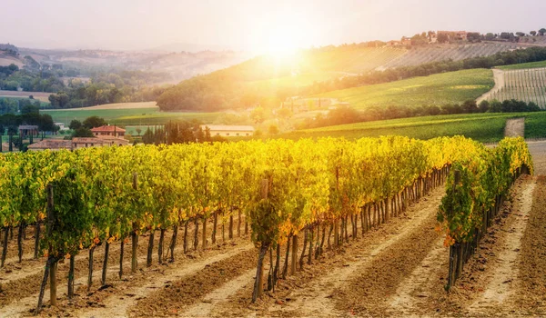 Wijngaard Landschap Toscane Italië Tuscany Wijngaarden Zijn Thuisbasis Van Meest — Stockfoto