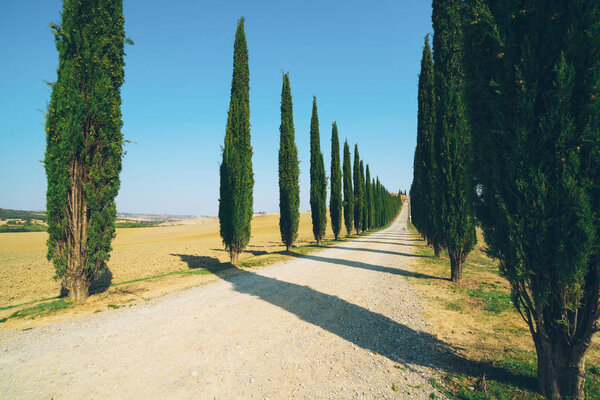 Faded film filter - Tuscany landscape of cypress trees row along side road in countryside of Italy. Cypress trees define the signature of Tuscany known by many tourists visiting Italy.